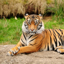 День тигра в Ленинградском зоопарке